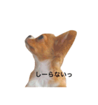 こはるとこゆき（個別スタンプ：21）