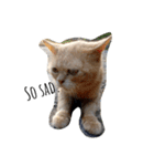 animal so cute.（個別スタンプ：5）