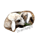 animal so cute.（個別スタンプ：8）