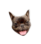 Jacob_theunderbite（個別スタンプ：1）