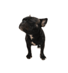 Jacob_theunderbite（個別スタンプ：2）