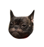Jacob_theunderbite（個別スタンプ：4）