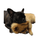 Jacob_theunderbite（個別スタンプ：10）