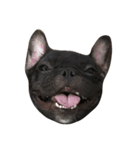 Jacob_theunderbite（個別スタンプ：11）