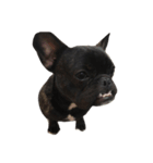 Jacob_theunderbite（個別スタンプ：12）
