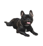 Jacob_theunderbite（個別スタンプ：14）