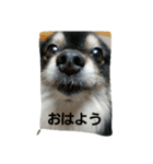 ポンヌ（個別スタンプ：3）