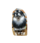 ポンヌ（個別スタンプ：8）