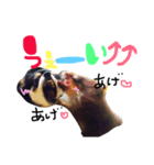 poco＆tsunastanp2（個別スタンプ：10）