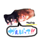 poco＆tsunastanp2（個別スタンプ：18）