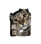 もずくのささやき（個別スタンプ：7）