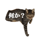 もずくのささやき（個別スタンプ：10）