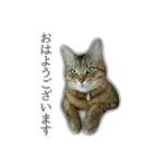 ゆずもも＊猫スタンプ（個別スタンプ：1）