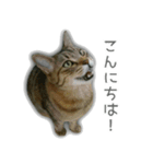 ゆずもも＊猫スタンプ（個別スタンプ：2）