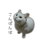 ゆずもも＊猫スタンプ（個別スタンプ：3）
