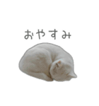 ゆずもも＊猫スタンプ（個別スタンプ：4）