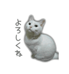 ゆずもも＊猫スタンプ（個別スタンプ：5）
