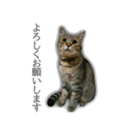 ゆずもも＊猫スタンプ（個別スタンプ：6）