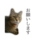 ゆずもも＊猫スタンプ（個別スタンプ：7）