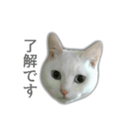 ゆずもも＊猫スタンプ（個別スタンプ：8）