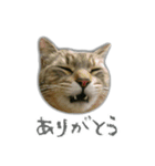 ゆずもも＊猫スタンプ（個別スタンプ：9）