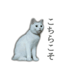 ゆずもも＊猫スタンプ（個別スタンプ：10）