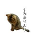 ゆずもも＊猫スタンプ（個別スタンプ：11）