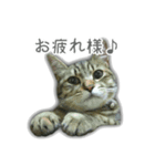 ゆずもも＊猫スタンプ（個別スタンプ：13）