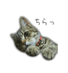 ゆずもも＊猫スタンプ（個別スタンプ：14）