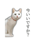 ゆずもも＊猫スタンプ（個別スタンプ：15）