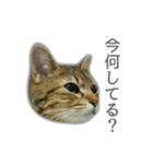 ゆずもも＊猫スタンプ（個別スタンプ：17）