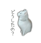 ゆずもも＊猫スタンプ（個別スタンプ：19）