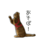 ゆずもも＊猫スタンプ（個別スタンプ：20）