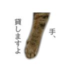 ゆずもも＊猫スタンプ（個別スタンプ：21）