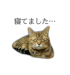 ゆずもも＊猫スタンプ（個別スタンプ：22）
