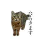 ゆずもも＊猫スタンプ（個別スタンプ：23）