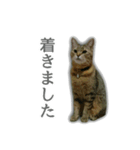 ゆずもも＊猫スタンプ（個別スタンプ：25）