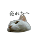 ゆずもも＊猫スタンプ（個別スタンプ：26）