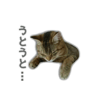 ゆずもも＊猫スタンプ（個別スタンプ：27）