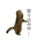 ゆずもも＊猫スタンプ（個別スタンプ：31）