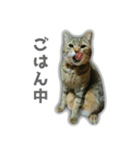 ゆずもも＊猫スタンプ（個別スタンプ：32）