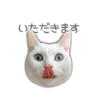 ゆずもも＊猫スタンプ（個別スタンプ：33）