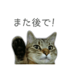 ゆずもも＊猫スタンプ（個別スタンプ：34）