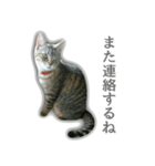 ゆずもも＊猫スタンプ（個別スタンプ：35）