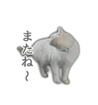 ゆずもも＊猫スタンプ（個別スタンプ：36）
