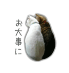 ゆずもも＊猫スタンプ（個別スタンプ：37）