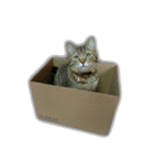 ゆずもも＊猫スタンプ（個別スタンプ：38）