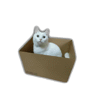 ゆずもも＊猫スタンプ（個別スタンプ：39）