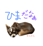 かぼきんの日常（個別スタンプ：1）