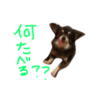 かぼきんの日常（個別スタンプ：5）